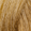 Golden Blonde