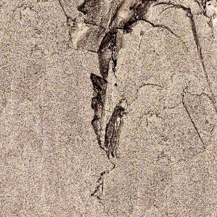 Taupe Shimmer Eyeshadow Stick