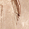 Champagne Shimmer