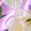 Lavender Sensation