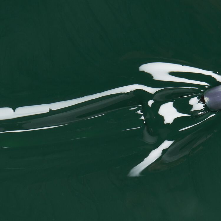 Midnight Pine Nail Lacquer