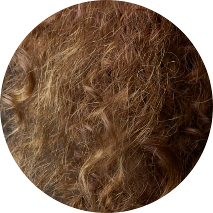 Anti-Frizz & Damage Repair